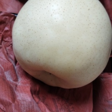 优质黄金梨