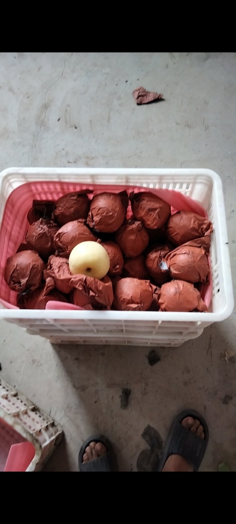 优质黄金梨
