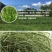 提摩西草种子猫尾草梯牧草兔子豚鼠荷兰猪优质草多年生牧草种
