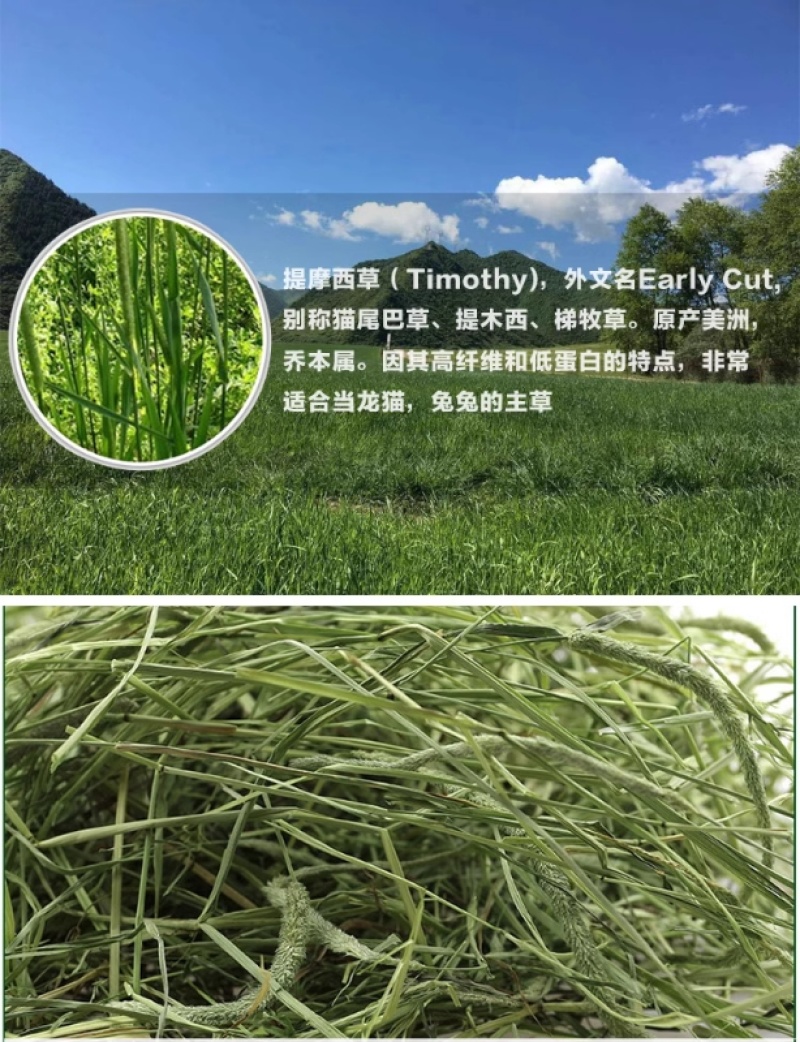 提摩西草种子猫尾草梯牧草兔子豚鼠荷兰猪优质草多年生牧草种
