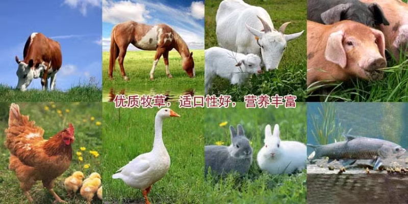 提摩西草种子猫尾草梯牧草兔子豚鼠荷兰猪优质草多年生牧草种