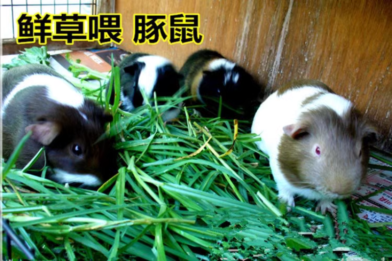提摩西草种子猫尾草梯牧草兔子豚鼠荷兰猪优质草多年生牧草种
