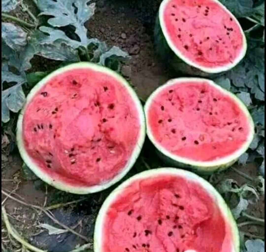 美都西瓜选购指南图解