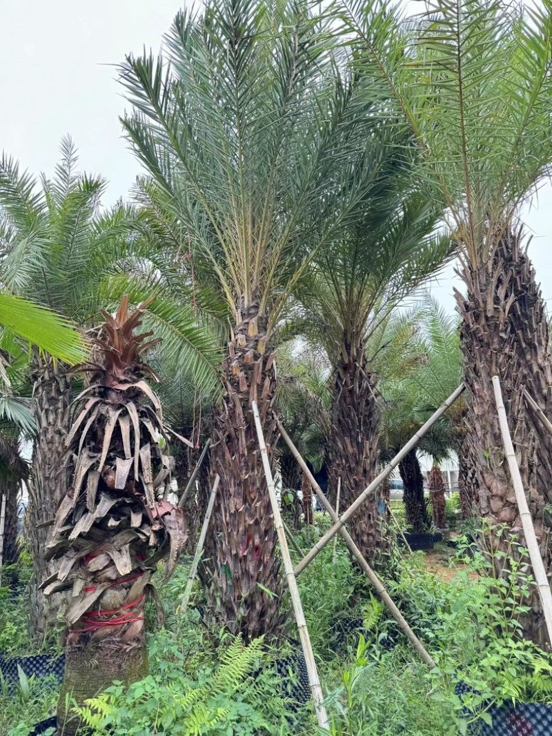 加拿利海枣35～40公分产地直发规格齐全质量优质