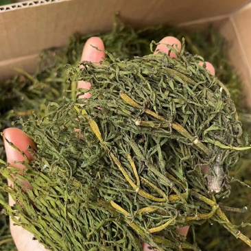 榭寄生细螃蟹脚，榭寄生宽螃蟹脚，茶树螃蟹脚。