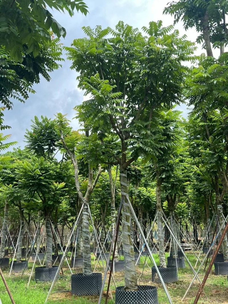 麻楝12～18公分基地直发规格齐全质量保证