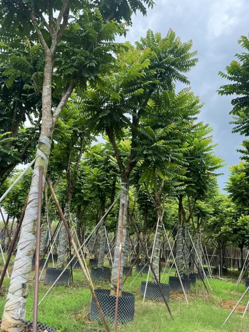 麻楝12～18公分基地直发规格齐全质量保证