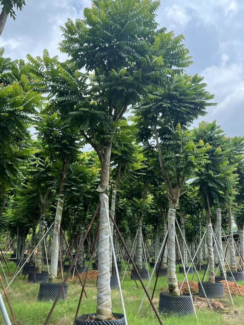 麻楝12～18公分基地直发规格齐全质量保证