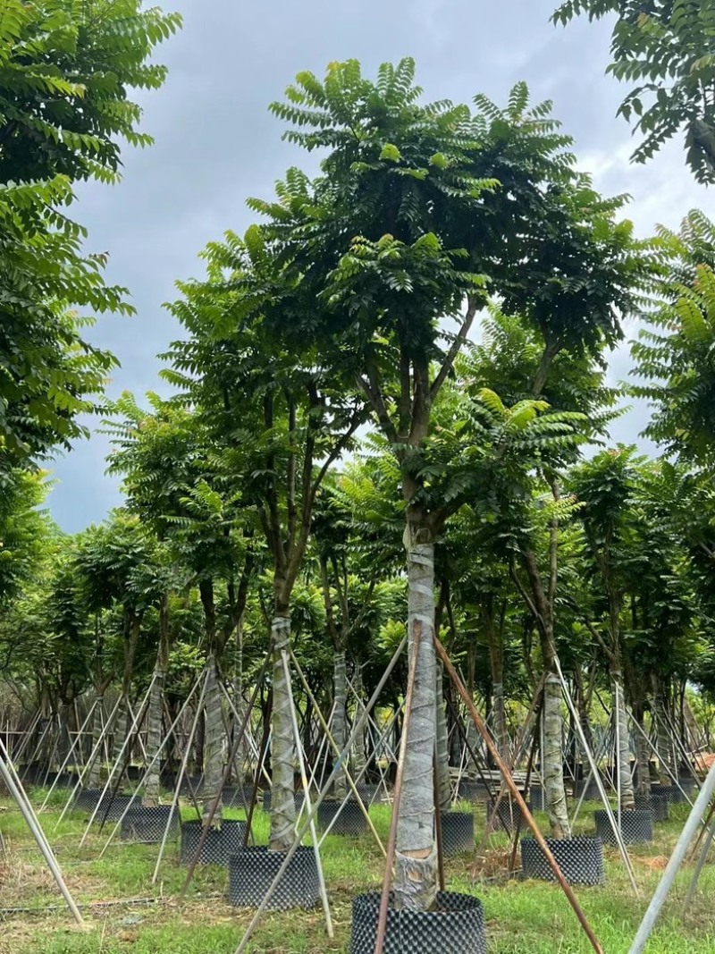 麻楝12～18公分基地直发规格齐全质量保证