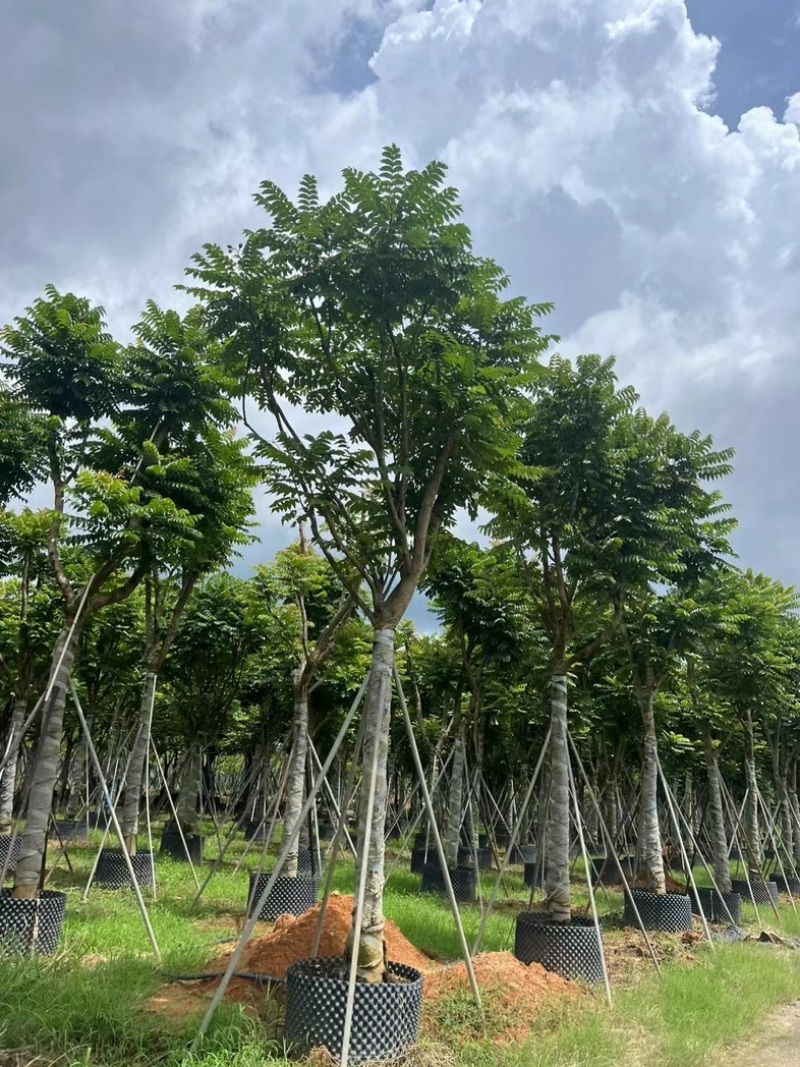 麻楝12～18公分基地直发规格齐全质量保证