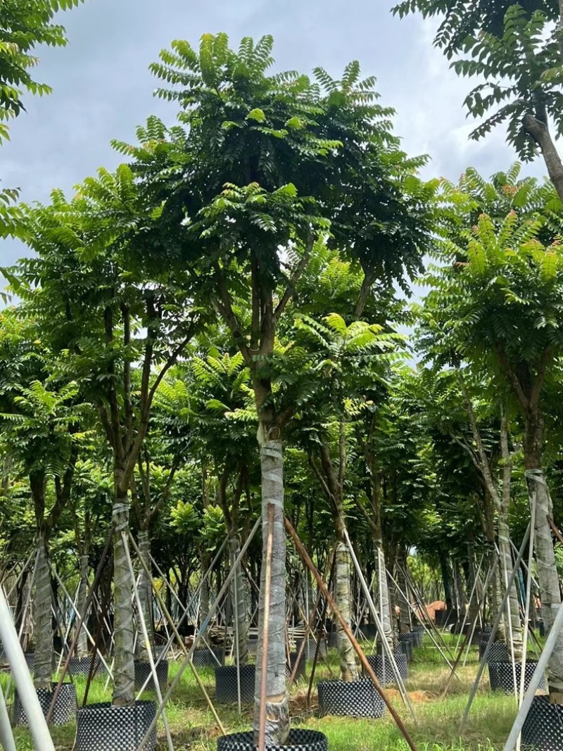麻楝12～18公分基地直发规格齐全质量保证
