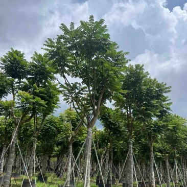麻楝12～18公分基地直发规格齐全质量保证