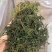 榭寄生细螃蟹脚，榭寄生宽螃蟹脚，茶树螃蟹脚。