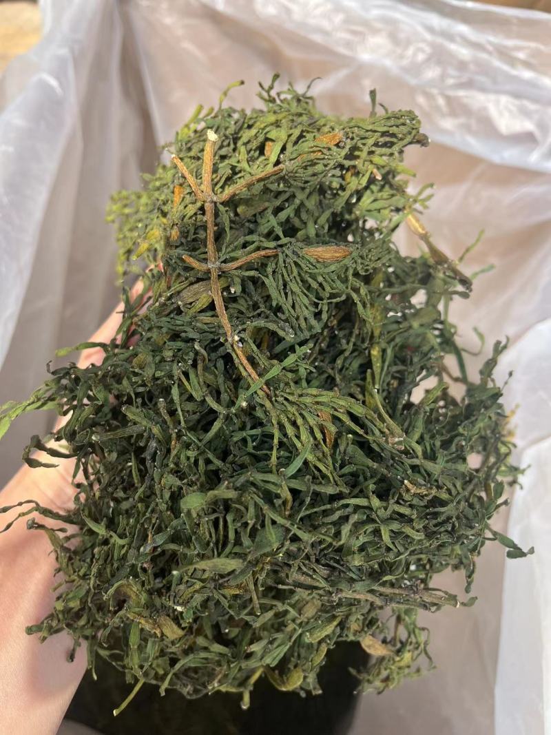 榭寄生细螃蟹脚，榭寄生宽螃蟹脚，茶树螃蟹脚。