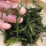 榭寄生细螃蟹脚，榭寄生宽螃蟹脚，茶树螃蟹脚。
