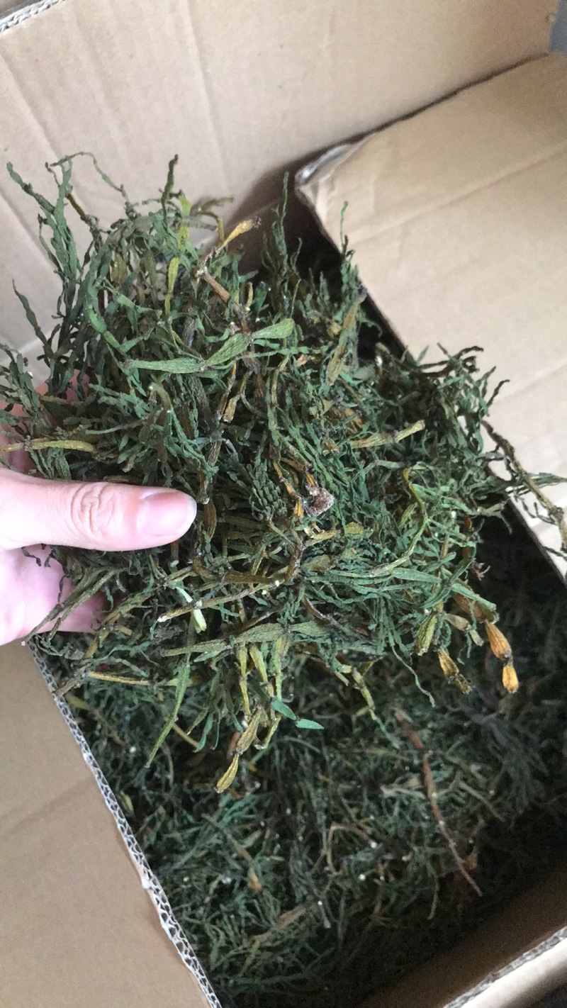 榭寄生细螃蟹脚，榭寄生宽螃蟹脚，茶树螃蟹脚。