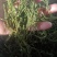 榭寄生细螃蟹脚，榭寄生宽螃蟹脚，茶树螃蟹脚。