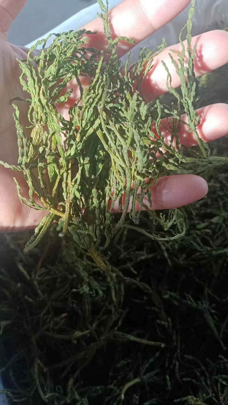 榭寄生细螃蟹脚，榭寄生宽螃蟹脚，茶树螃蟹脚。