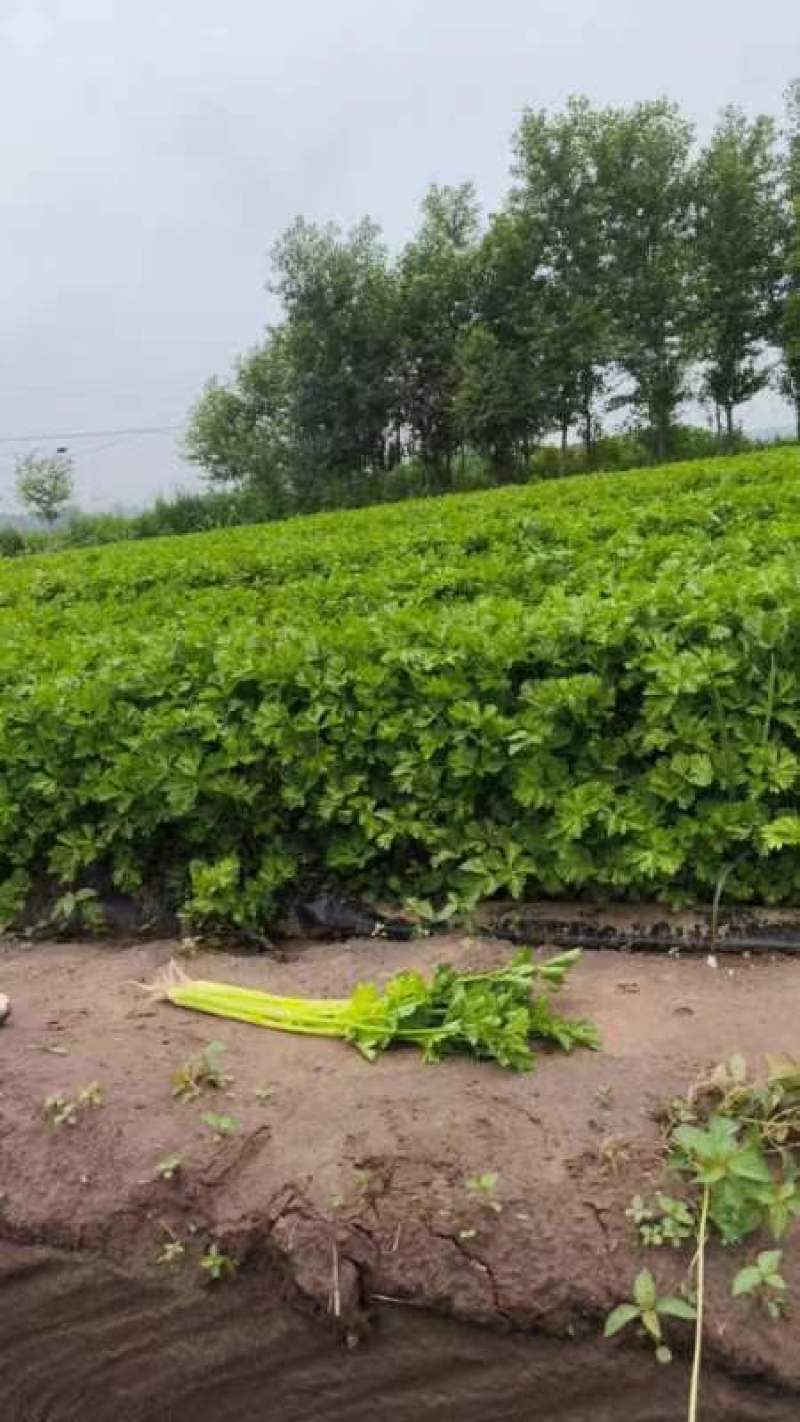 东北芹菜大量上市价格便宜产地直发欢迎采购