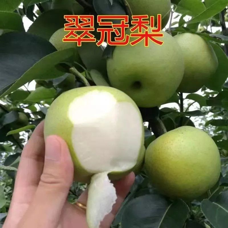 江苏，苏翠一号梨，皮薄肉细，汁多脆甜。