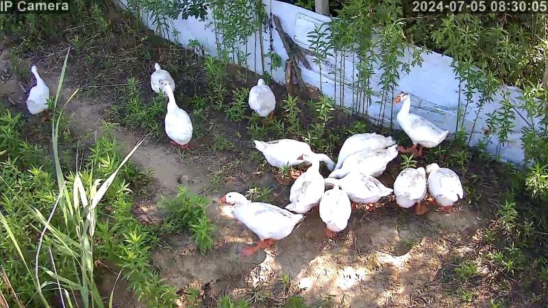 散养大鹅