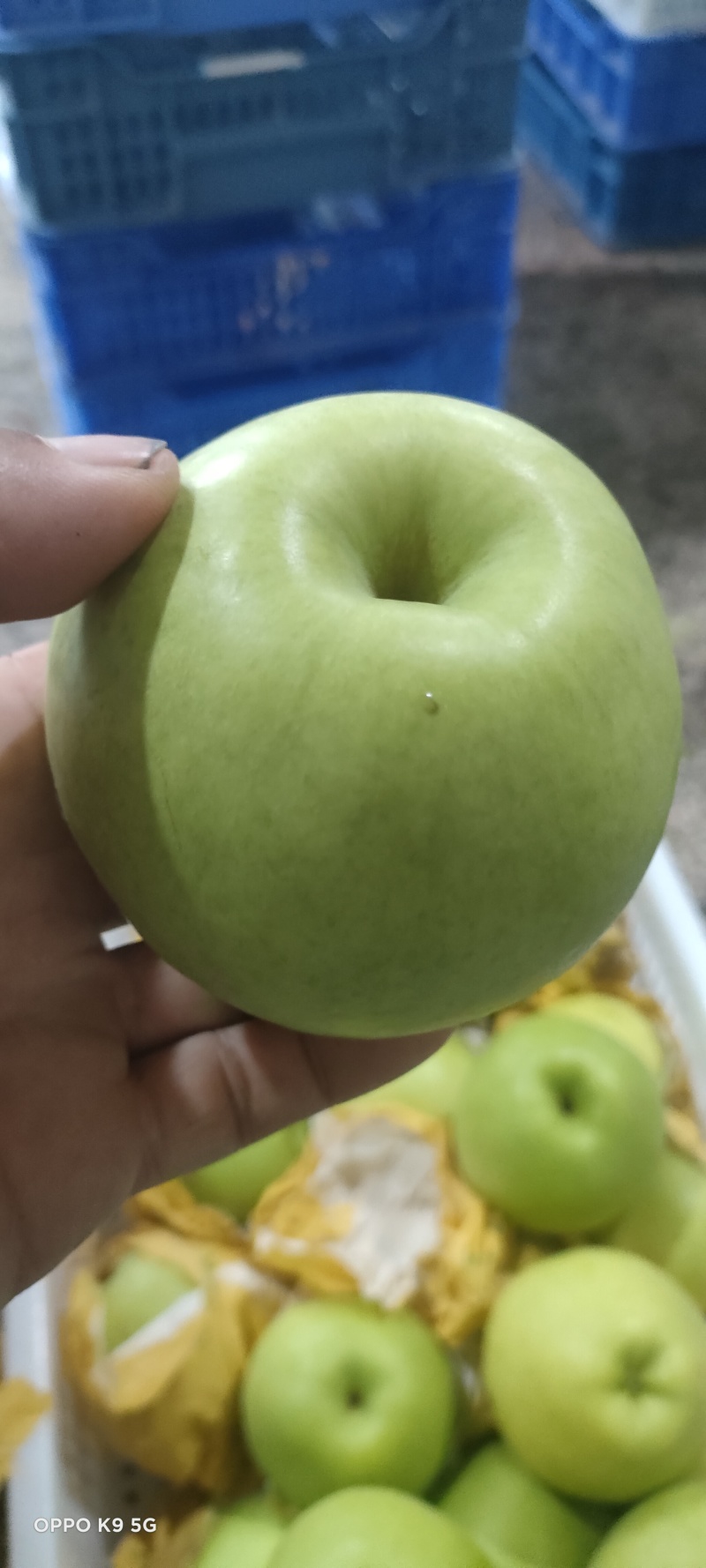 江苏，苏翠一号梨，皮薄肉细，汁多脆甜。