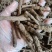 仙茅《野粽根》