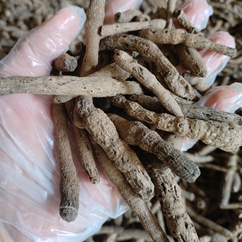 仙茅《野粽根》