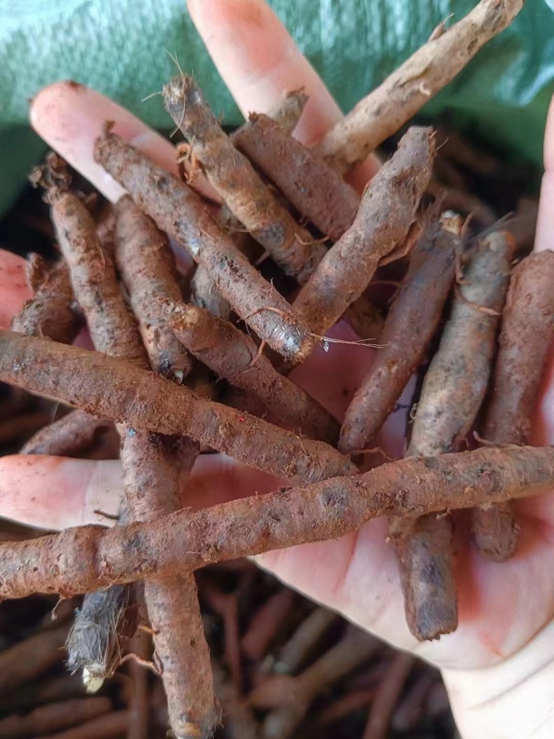 仙茅《野粽根》