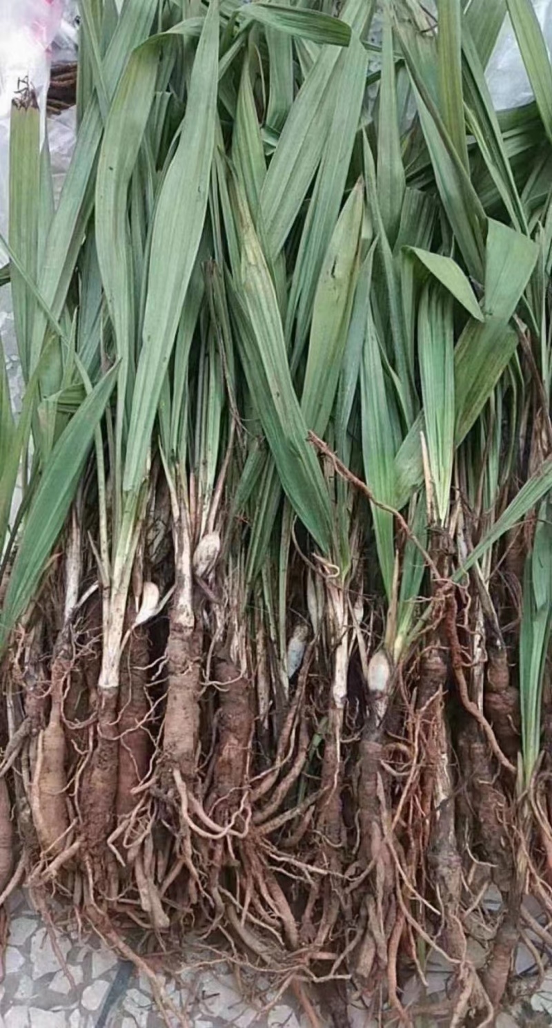 仙茅《野粽根》