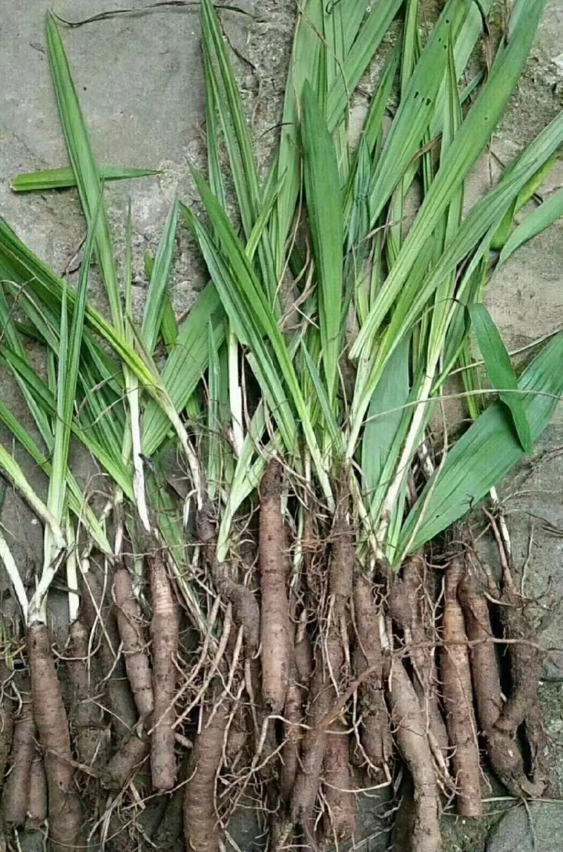 仙茅《野粽根》