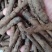 仙茅《野粽根》