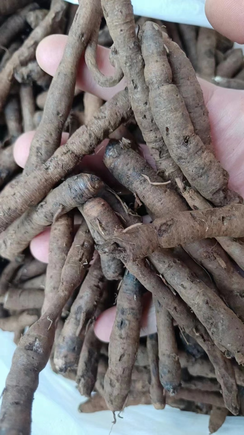 仙茅《野粽根》