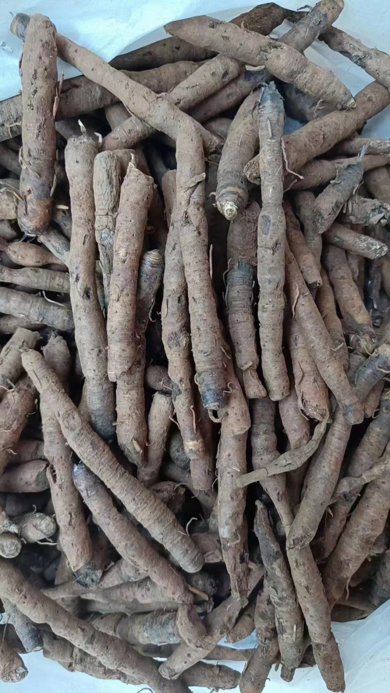 仙茅《野粽根》