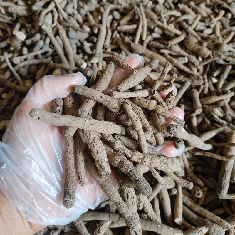 仙茅《野粽根》