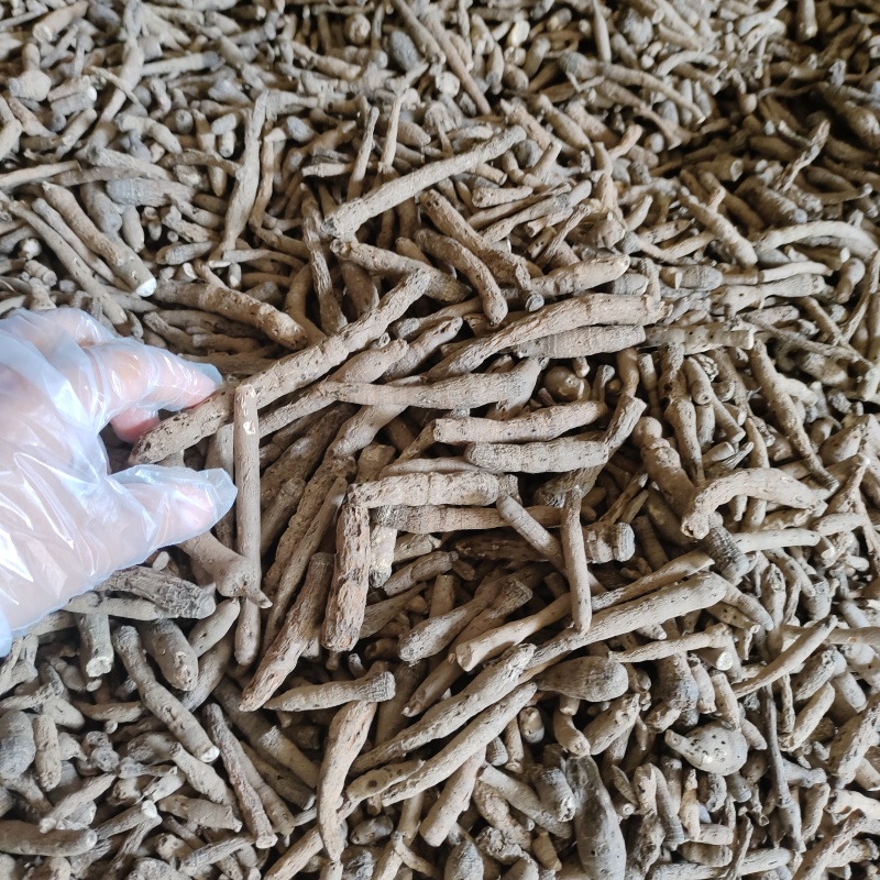 仙茅《野粽根》