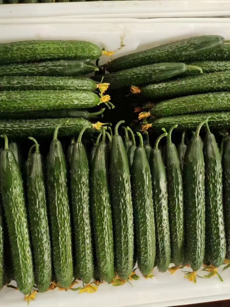 蜜刺黄瓜🥒黄瓜万亩黄瓜产地直发，可对接各大平台商超，