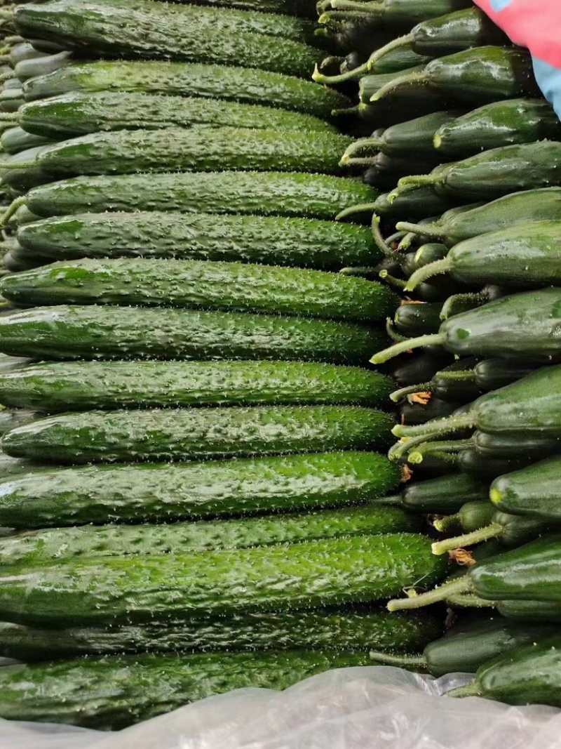 蜜刺黄瓜🥒黄瓜万亩黄瓜产地直发，可对接各大平台商超，