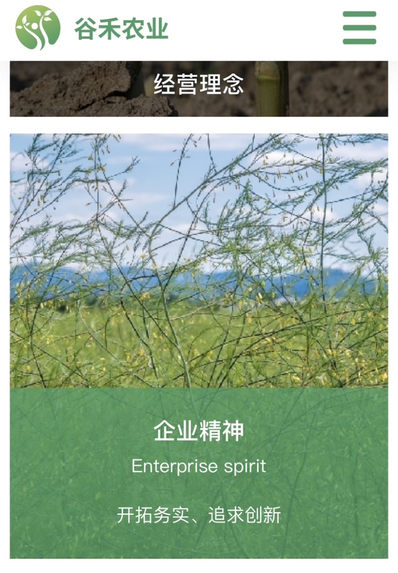 绿白兼用芦笋品种商品性好品质优适合鲜销和加工