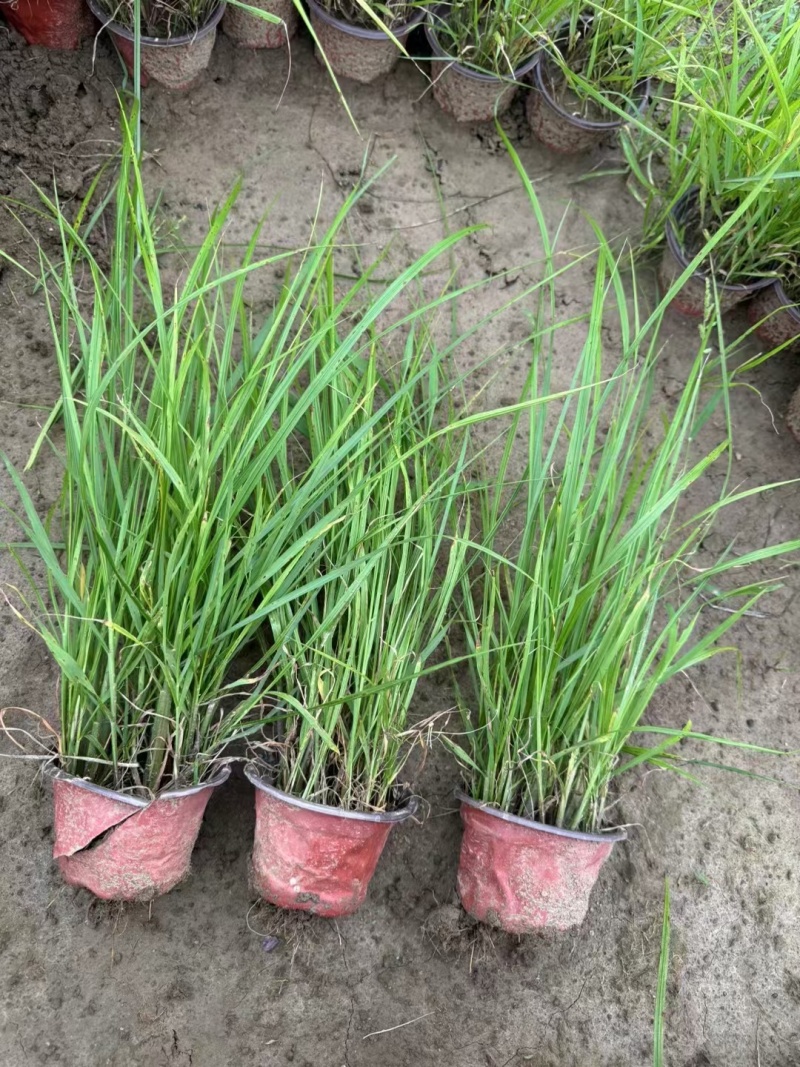 观叶植物小兔子狼尾草120杯、230盆，欢迎来一亩田订购