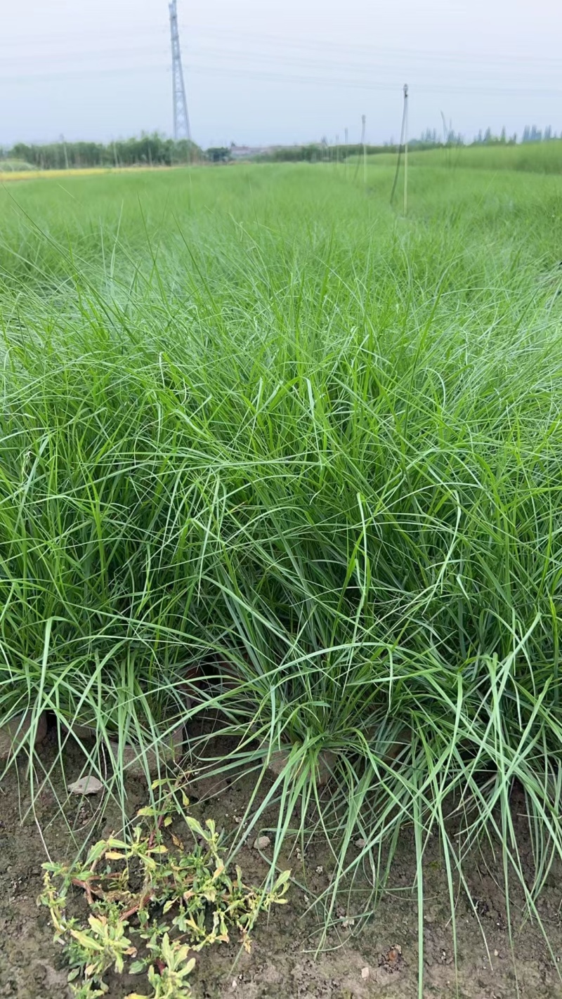 观叶植物小兔子狼尾草120杯、230盆，欢迎来一亩田订购