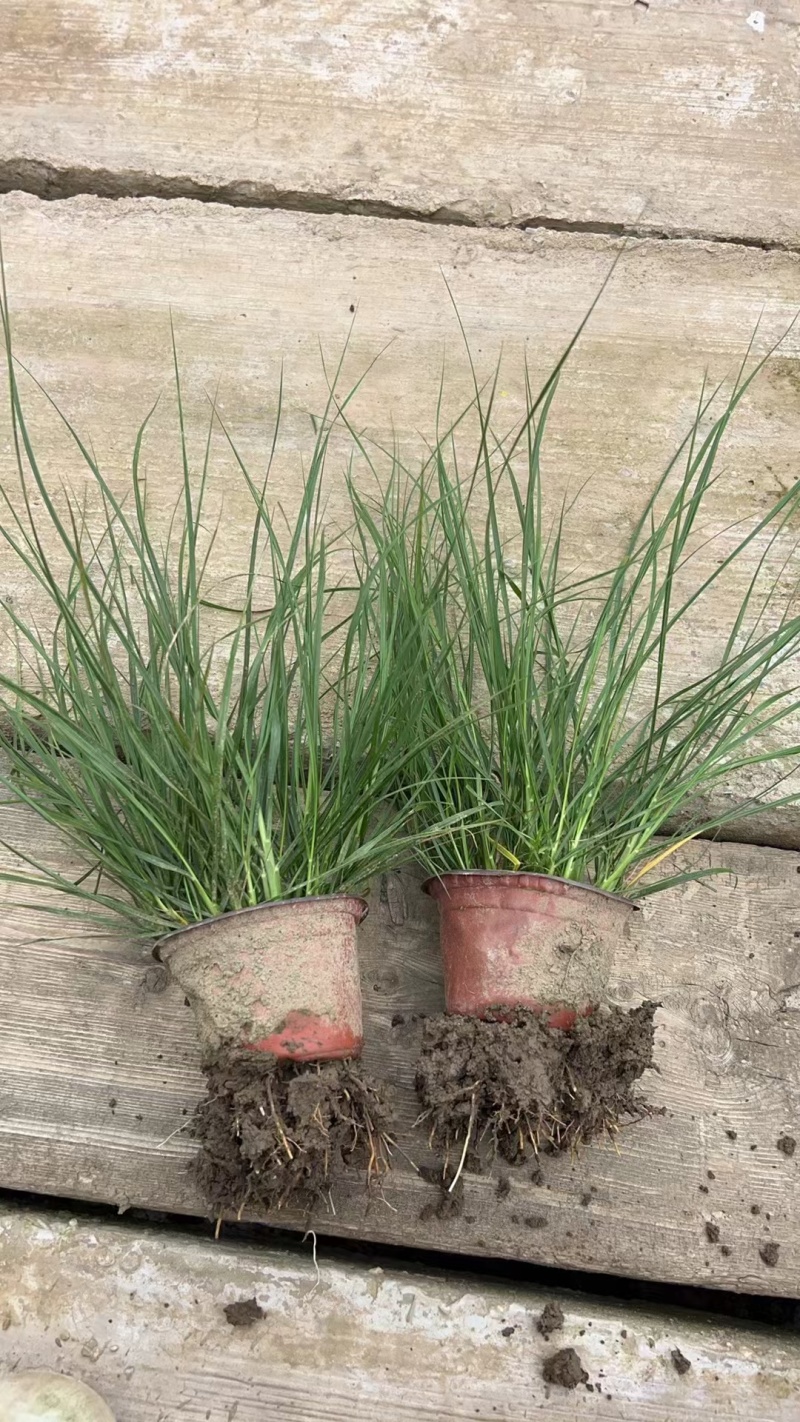 观叶植物小兔子狼尾草120杯、230盆，欢迎来一亩田订购