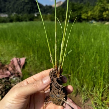 广西桂林荔浦马蹄苗桂蹄3号个子苗马蹄种子