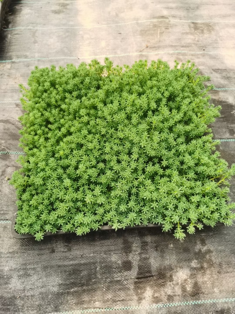 中华景天方盘40X40公分，量大价优，欢迎来一亩田订购。