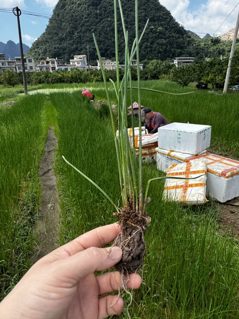 广西桂林荔浦马蹄苗桂蹄3号个子苗马蹄种子