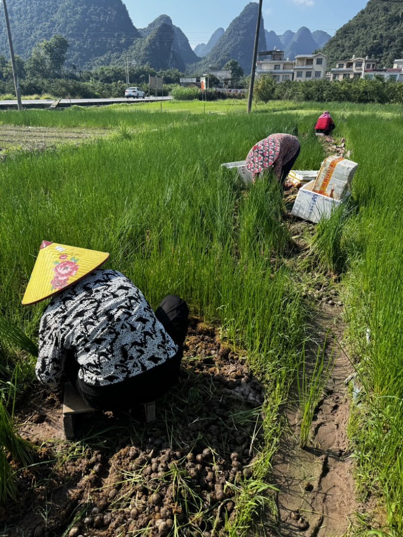 广西桂林荔浦马蹄苗桂蹄3号个子苗马蹄种子
