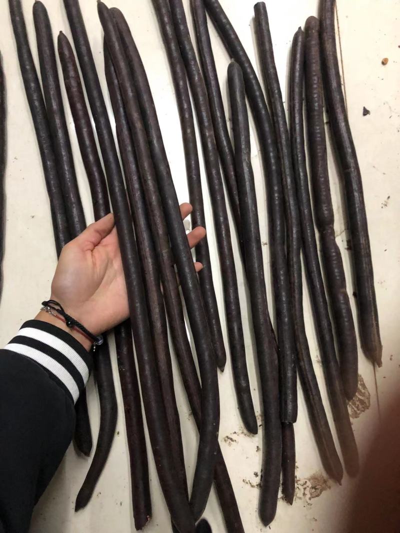 腊肠果便秘果大解果无虫便秘果整根便秘果