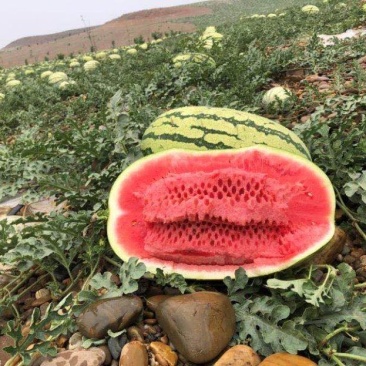 花果山石头蹦出孙大圣，宁夏石头缝蹦出硒砂瓜