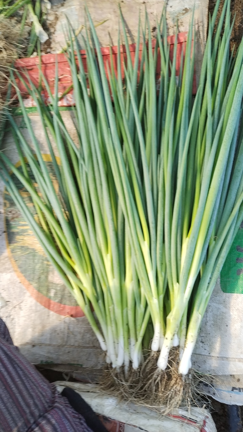 【精选】吉林产区万秀香葱大量有货产地直发香葱大量有货