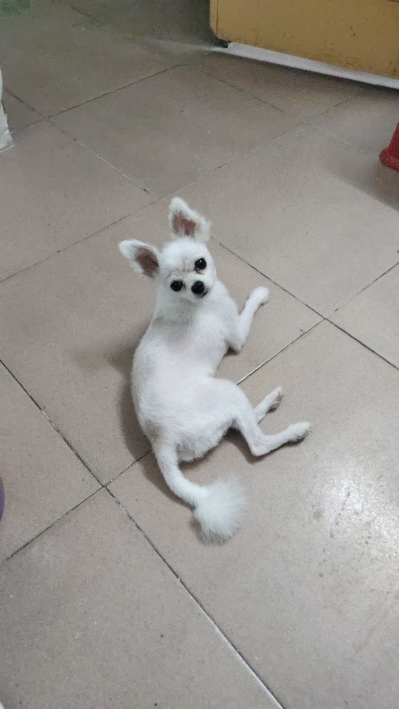 1岁半博美犬